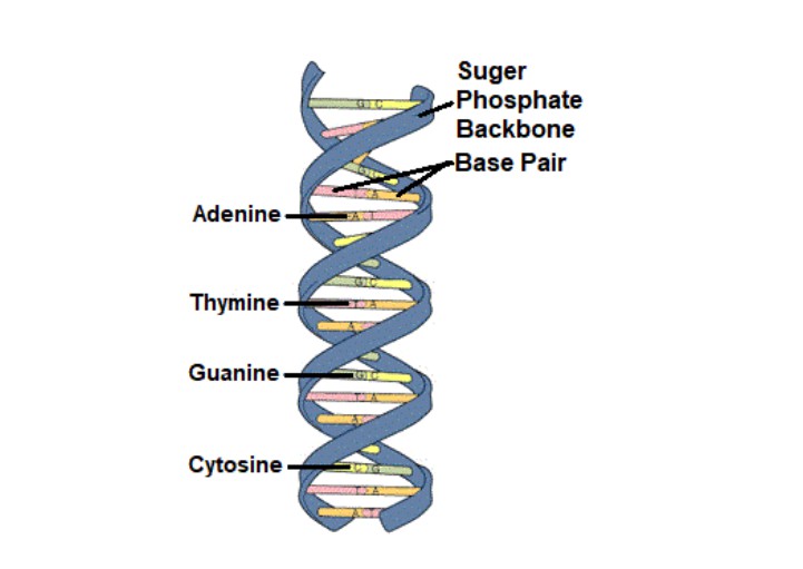 Chromosomes and the genetic blueprint — a scientific figure